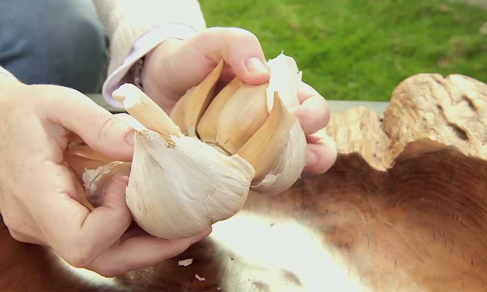 Cmo plantar y cultivar ajos?