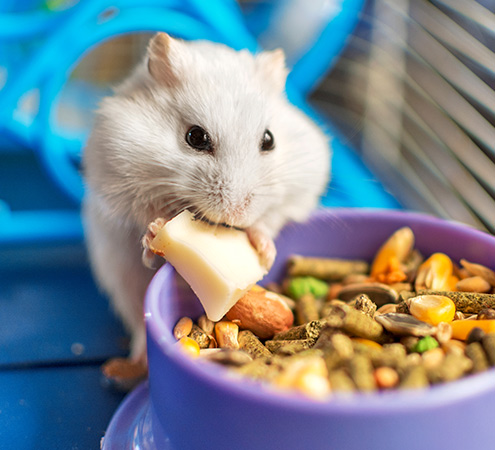 Guia de cuidados para conejos y hamsters