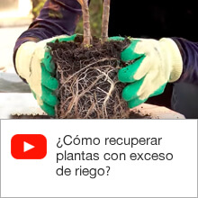 ¿Cómo recuperar plantas con exceso de riego?