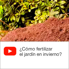 ¿Cómo fertilizar el jardín en invierno?