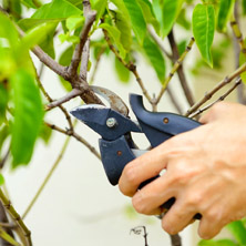 Cmo podar las plantas del jardn?