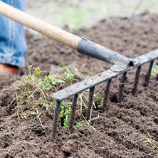 Cmo escoger plantas para el jardn?