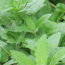 Salvia