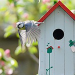 guia-como-cuidar-y-mantener-sano-a-mi-pajaro-categoria.jpg