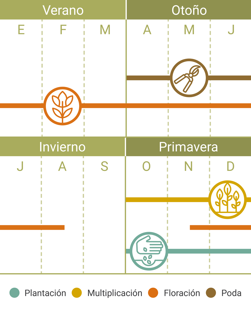 Calendario Tareas Agapanto