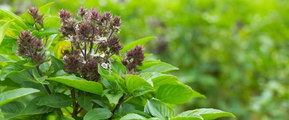 Albahaca