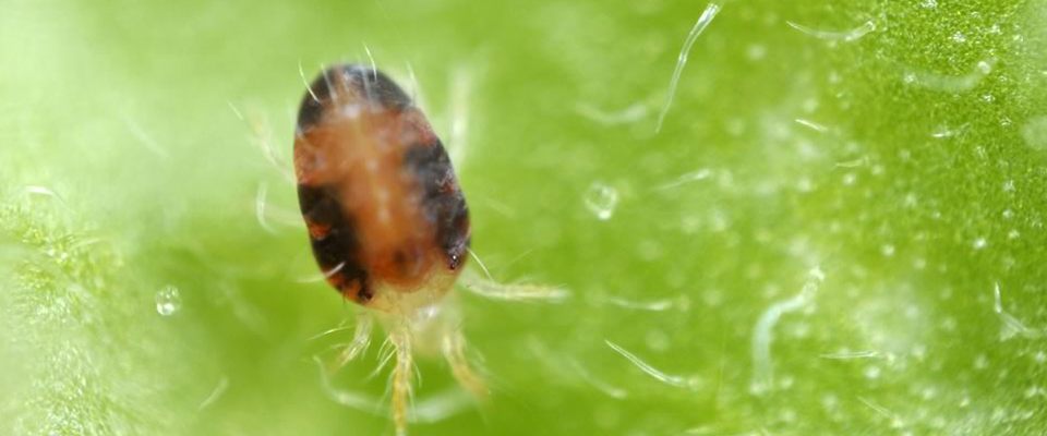 Aranitas