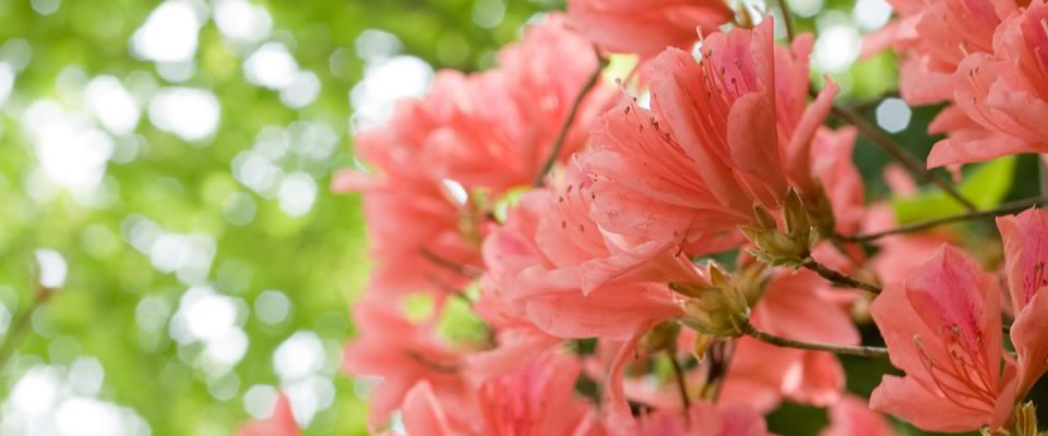 Azalea