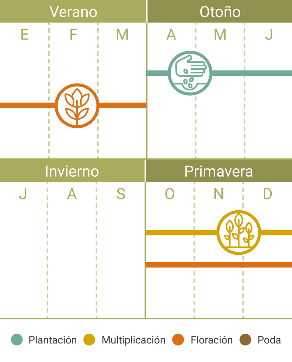 Calendario Tareas Bacopa