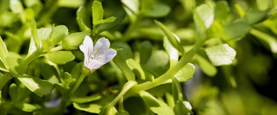 Bacopa