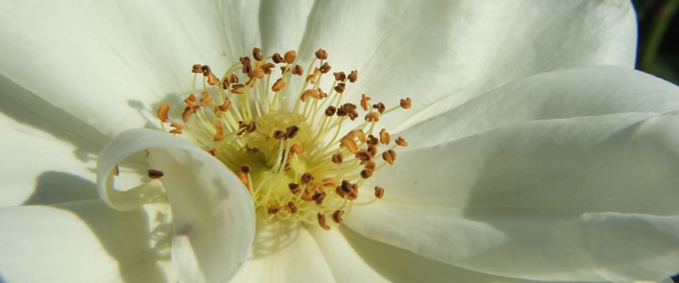 Camelia