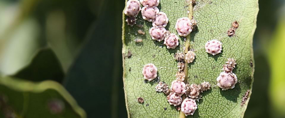 Conchuelas
