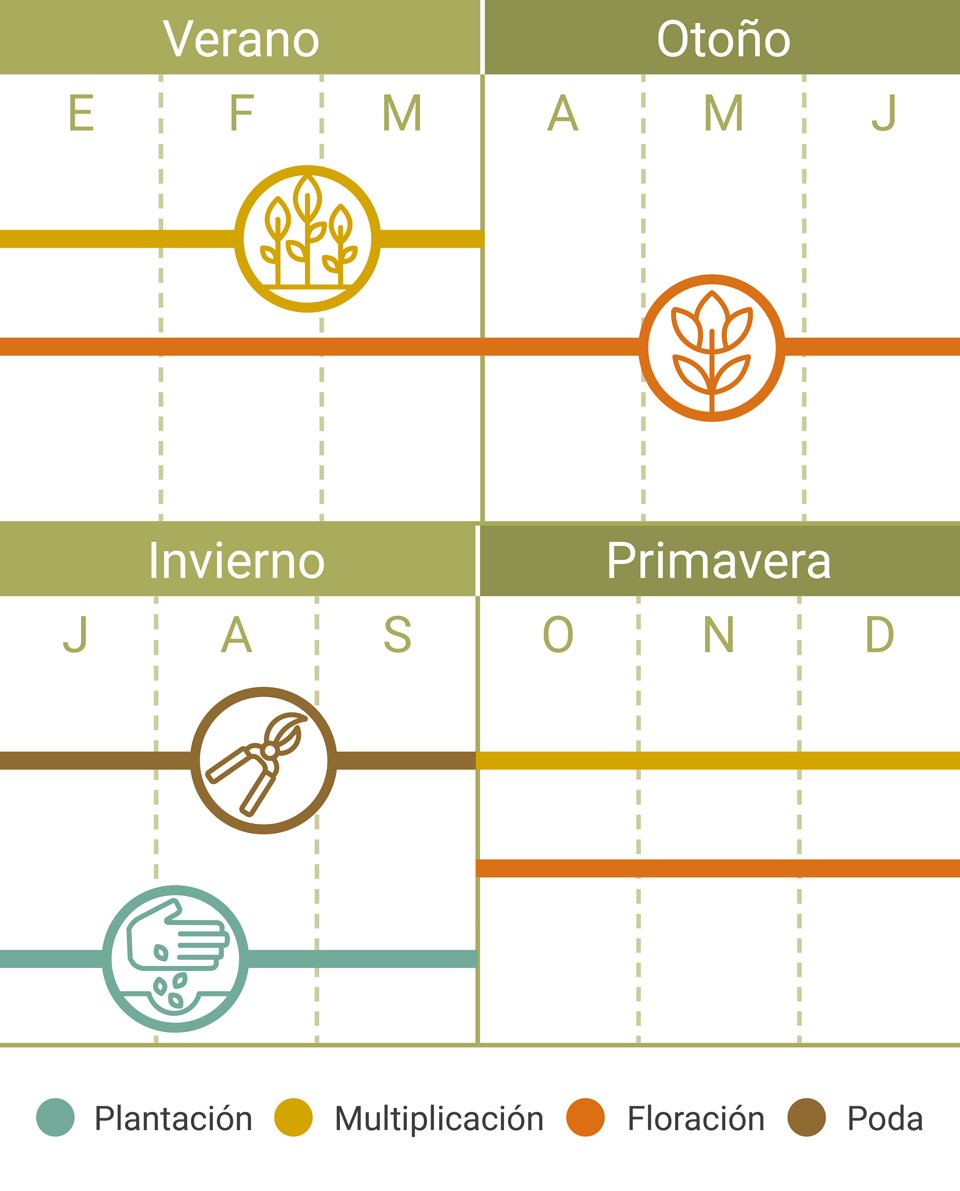 Calendario Tareas Crisantemo