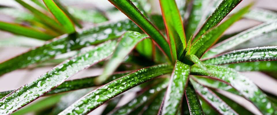 Dracena