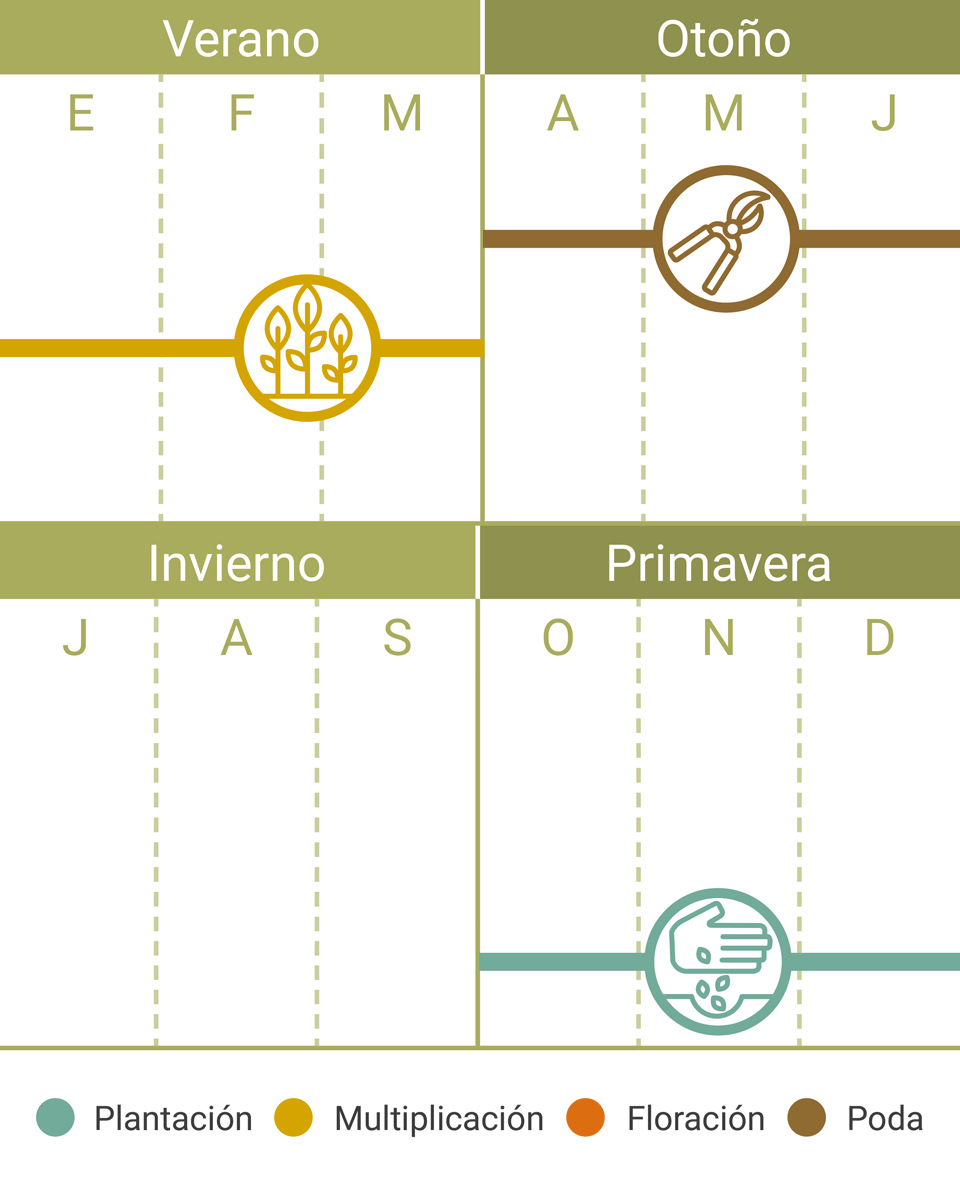 Calendario Tareas Ficus