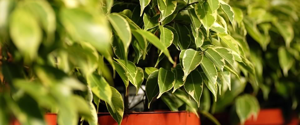 Ficus