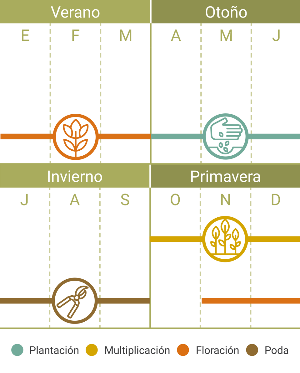 Calendario Tareas Fucsia