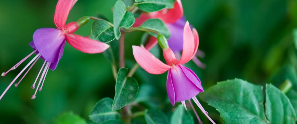 Fucsia