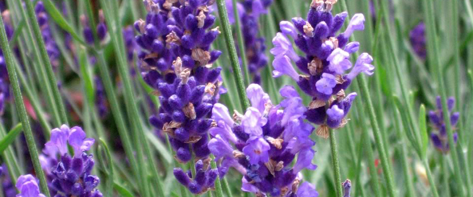 Lavanda