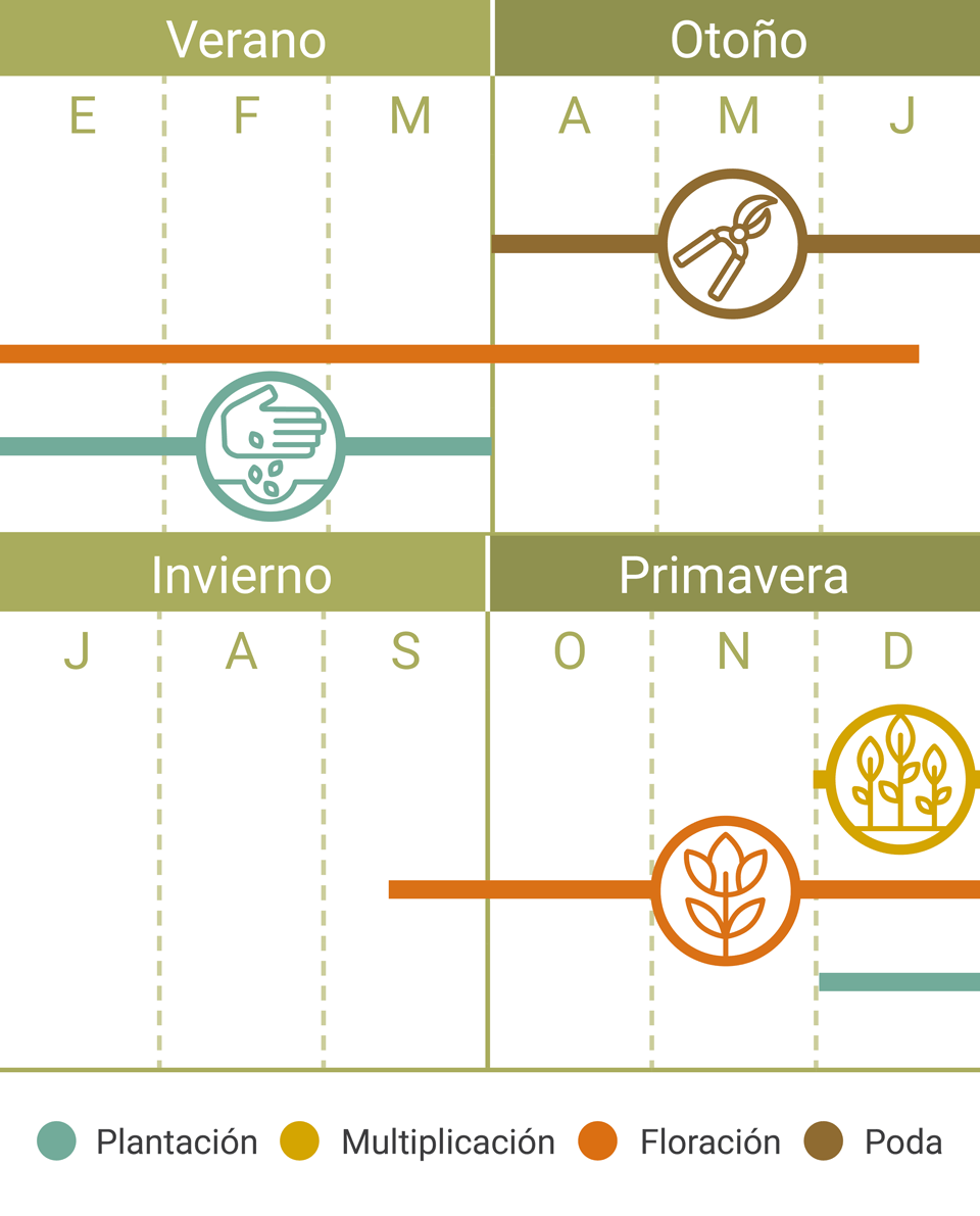 Calendario Tareas Lechuga