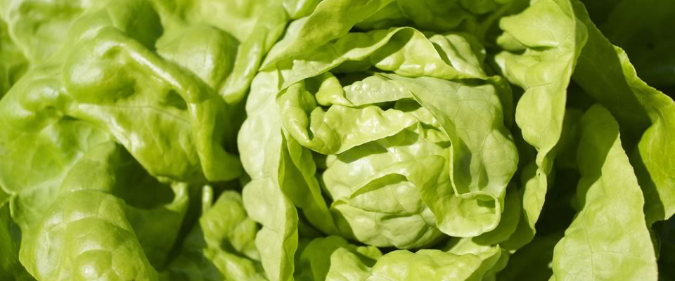 Lechuga