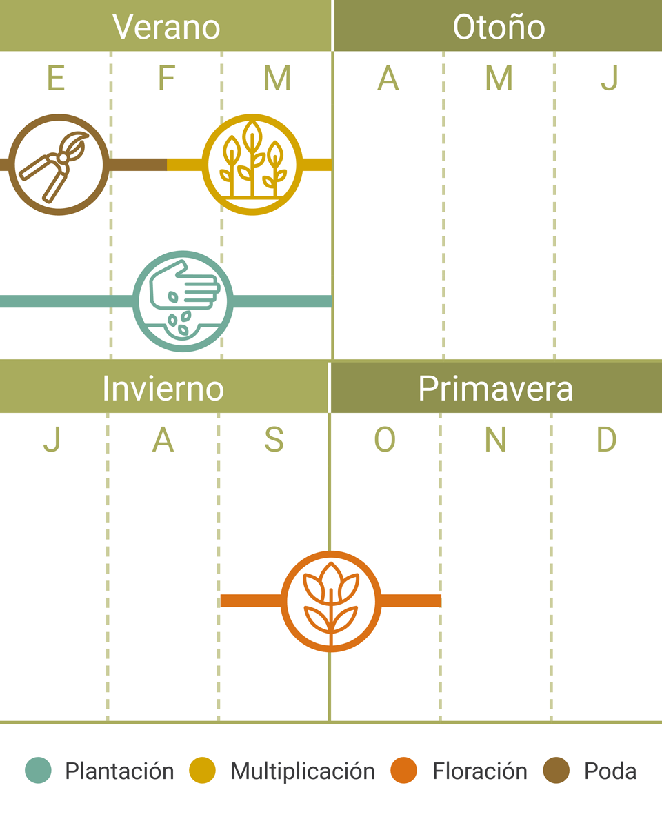 Calendario Tareas Lirio