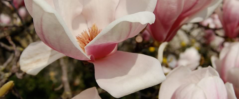 Magnolio