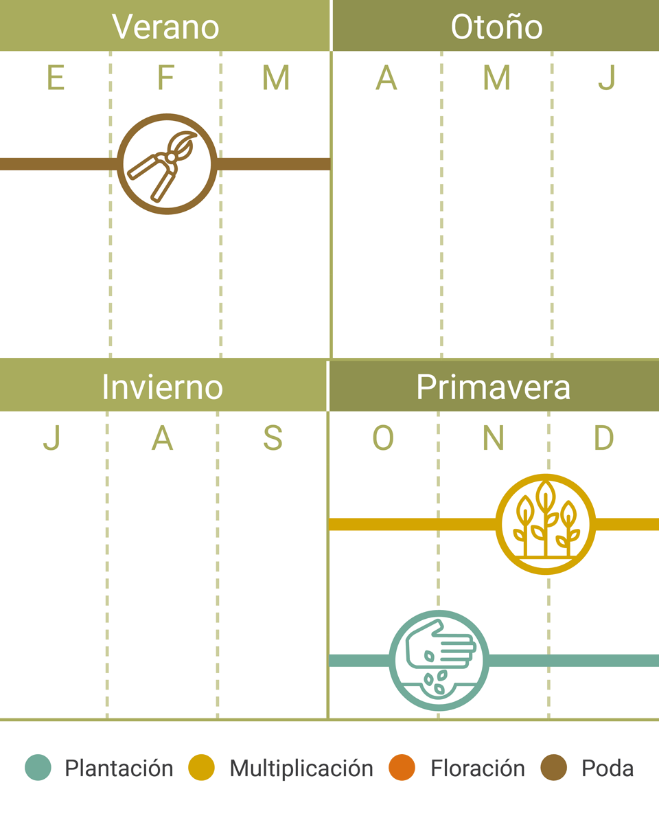 Calendario Tareas Musgo