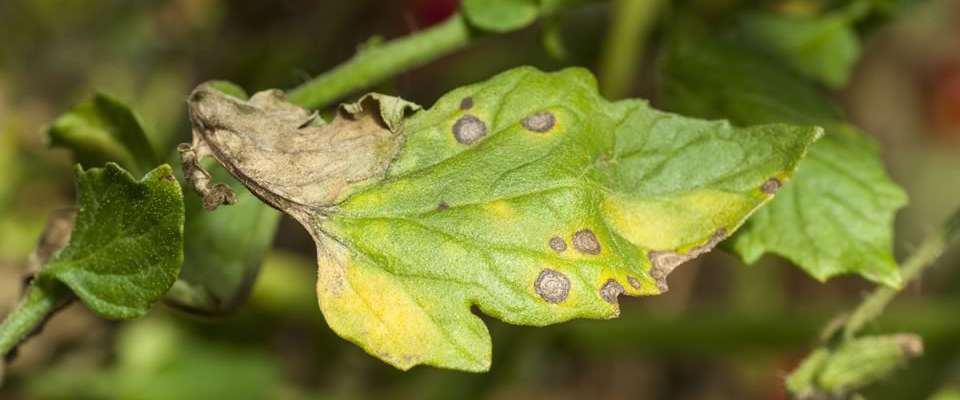 Phytophthora