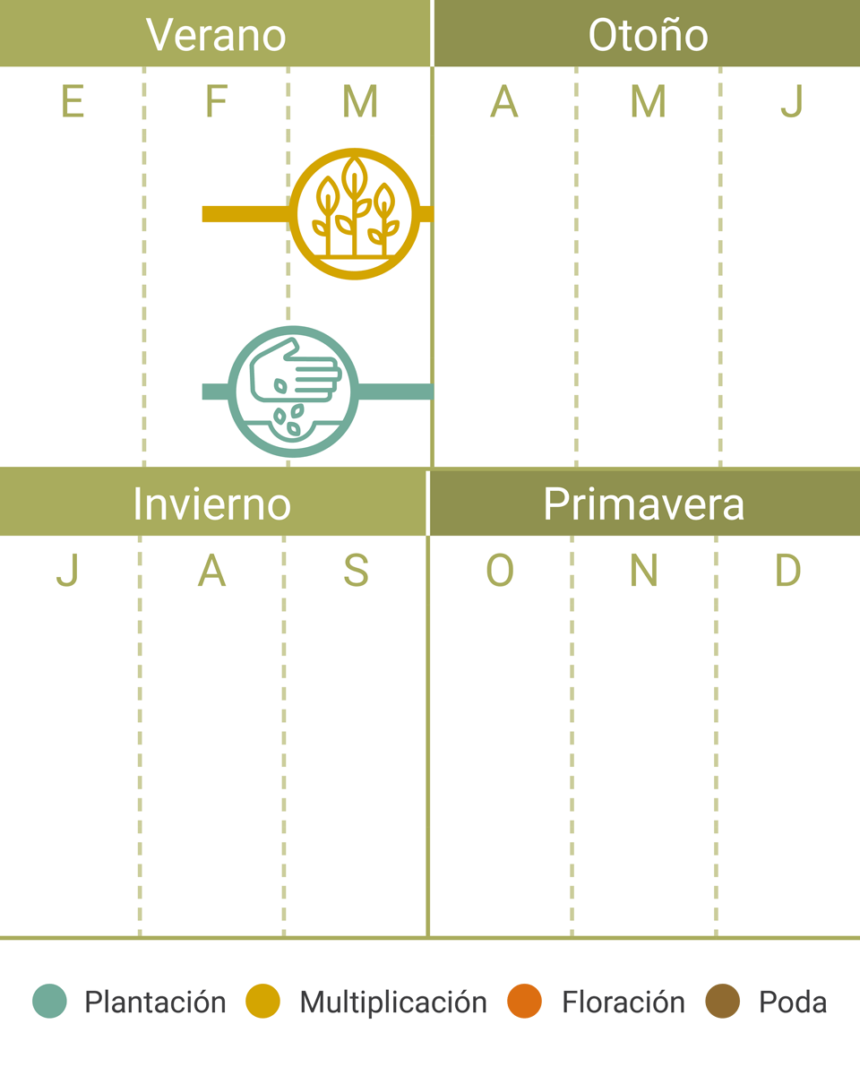 Calendario Tareas Picea