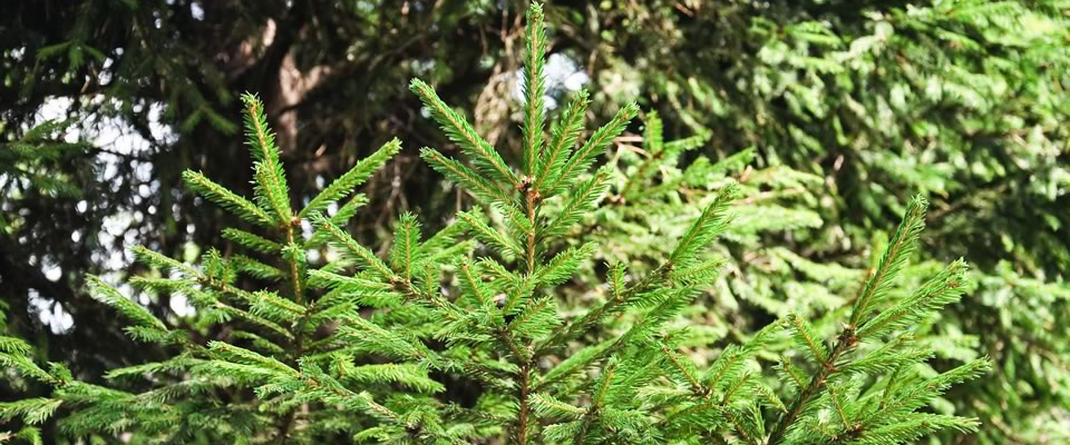 Picea