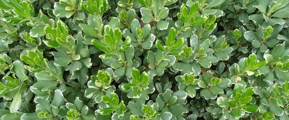 Pittosporum-Nigricans