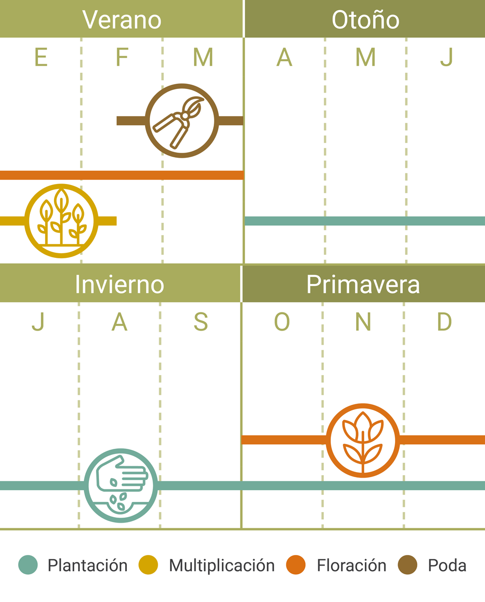 Calendario Tareas Pittosporum Nigricans