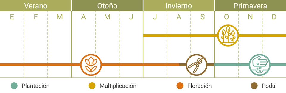 Calendario Tareas Plumbago Capensis