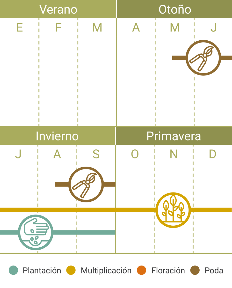 Calendario Tareas Rosas