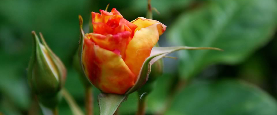 Rosas
