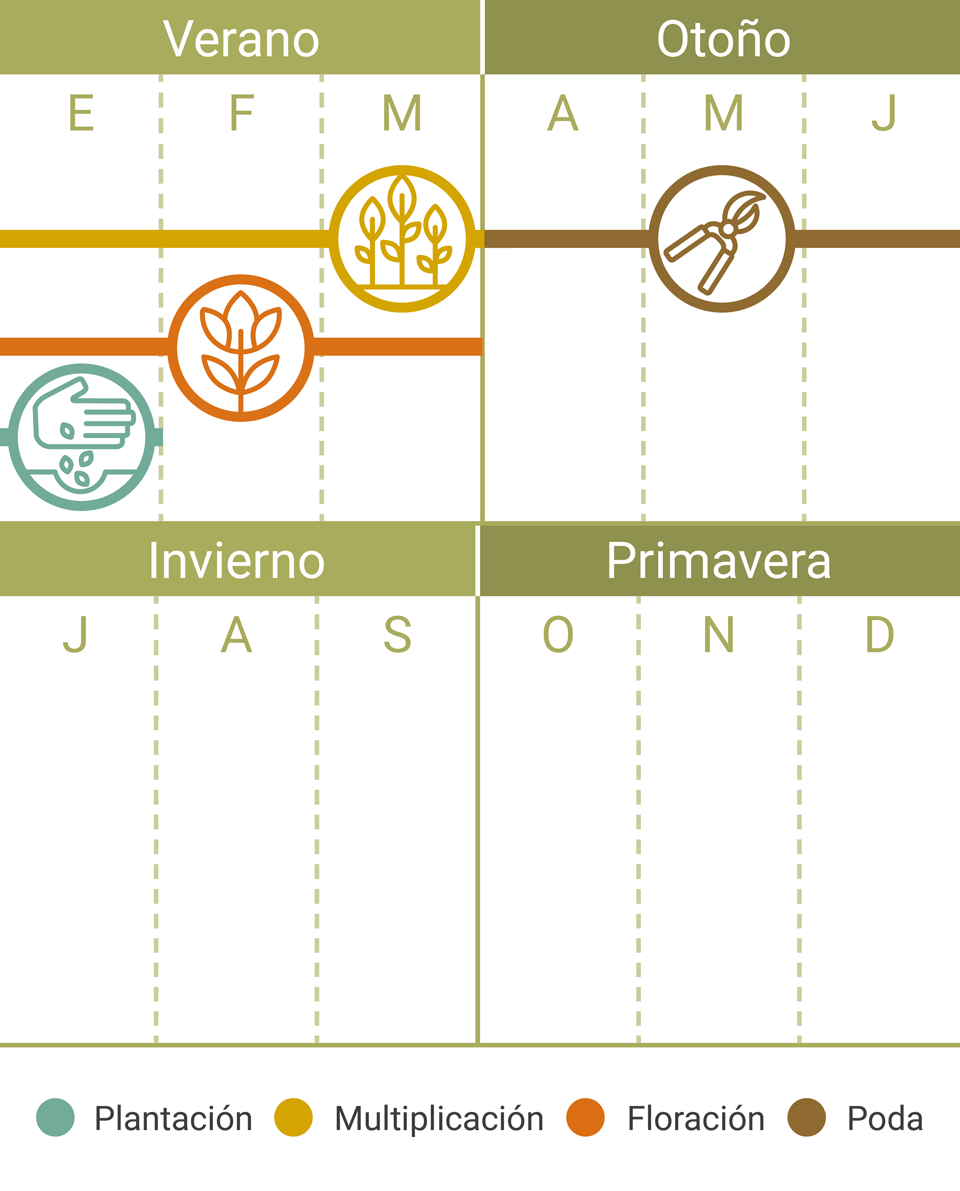 Calendario Tareas Veronica