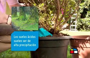 Cmo cultivar plantas acidfilas en el jardn?