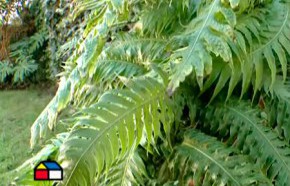 Labores de jardn para hortensias, helechos y rboles frutales